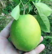 <b>淘寶代運(yùn)營|捷徑？水果類目七天出效果日銷過萬</b>